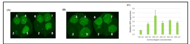 Acetosyringone 농도별 처리에 따른 형광단백질 발현 결과 (A) 토양재배, (B) 양액재배, (C) 형광단백질 정량 및 비교분석