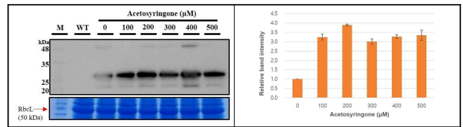 Acetosyringone 농도별 처리에 따른 PCV2d 항원 단백질 발현 결과
