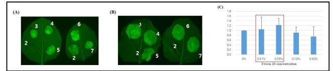 Tween-20 농도별 처리에 따른 형광단백질 발현 결과 (A) 토양재배, (B) 양액재배, (C) 형광단백질 정량 및 비교분석