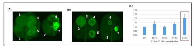 Triton X-100 농도별 처리에 따른 형광단백질 발현 결과 (A) 토양재배, (B) 양액재배, (C) 형광단백질 정량 및 비교분석