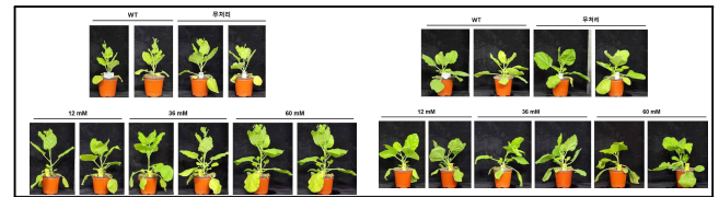 양액 조성에 따른 PCV2d 항원 단백질 발현 식물체 사진 (A) 5주차 담배, (B) 4주차 담배