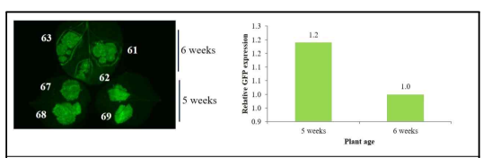 담배 식물체의 재배 기간에 따른 형광단백질 발현 결과