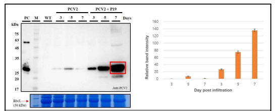 잎의 위치에 따른 PCV2d 항원 단백질 발현 결과
