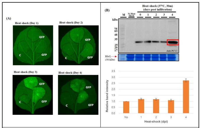 Heat-shock 처리에 의한 단백질 발현 결과 (A) GFP, (B) PCV2d