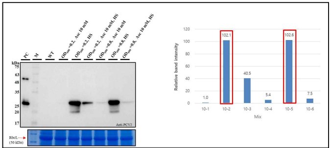 혼합 조건 처리에 의한 PCV2d 항원 단백질 발현 결과