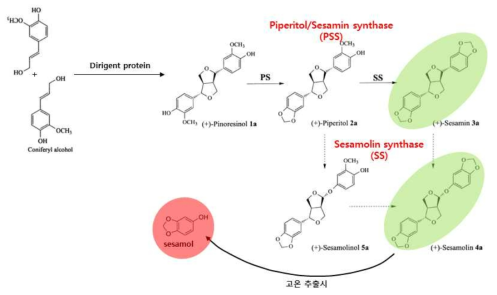 참깨종자에서 지용성 항산화 리그난의 대사경로