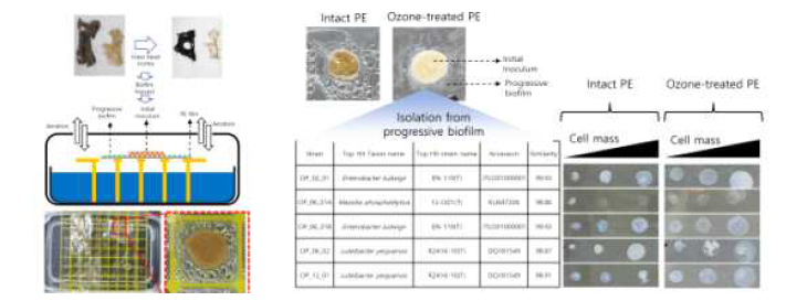 Ozone 처리된 PE에서 바이오필름 확인 및 잠재적 분해능을 보이는 균주 분리
