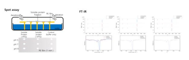이종발현된 효소의 PE film 산화 활성 분석을 위한 spot assay system 및 HF1 효소 의 FTIR을 통한 PE film 산화 활성 분석 결과