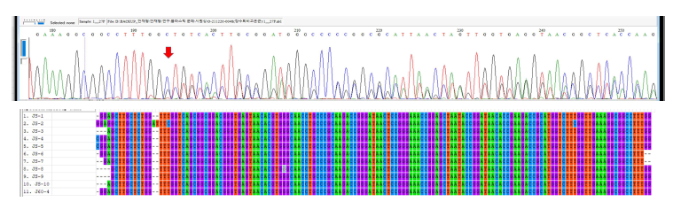 장수 퇴비에서 선발한 고온균 JS-1의 시퀀싱 크로마토그램(상) 및 11균주의 16S rRNA 유전자의 alignment(하)