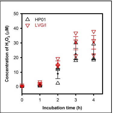 균주 HP01과 표준균주 S. oralis LVG/I의 지수적 성장시기에 tryptic soy broth 배지에서 측정한 과산화수소 농도생성