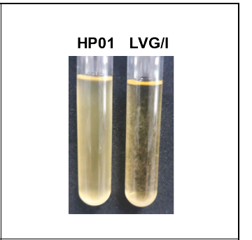 균주 HP01과 표준균주 S. oralis LVG/I의 정체기에 보이는 tryptic soy broth 배양액 사진