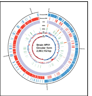 균주 HP01의 유전체 지도