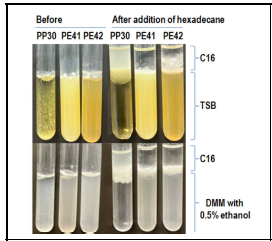 Tryptic soy broth와 0.5% 에탄올을 단일기질로 조성한 DMM에서 배양한 방선세균 세포 표면의 소수성 측정