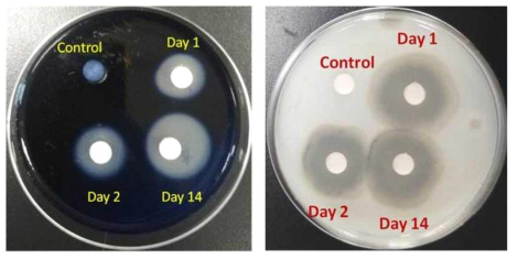 Amylase(left) and protease(right) activity of B. subtilis treated fibroin extracts