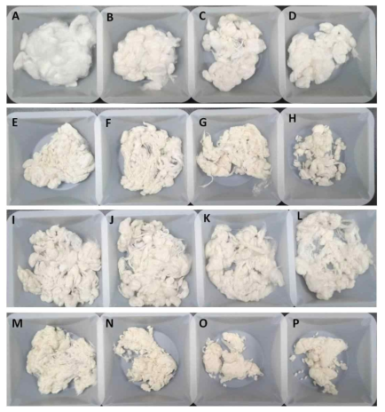 Undissolved silk fibroin upon alkali treatment and subsequent B. subtilis treatment A: Untreated degummed cocoon; B: Degummed cocoon treated with alkali for 1 h; C: Degummed cocoon treated with alkali for 3 h D: Degummed cocoon treated with alkali for 5 h; E: Untreated degummed cocoon subjected to B. subtilis treatment for 5 days; F: Degummed cocoon treated with alkali for 1 h followed by B. subtilis treatment for 5 days; G: Degummed cocoon treated with alkali for 3 h followed by B. subtilis treatment for 5 days; H: Degummed cocoon treated with alkali for 5 h followed by B. subtilis treatment for 5 days; I: Degummed cocoon subjected to alkali treatment for 0 h; treatment with B. subtilis for 5 days; addition of substrate and further incubation for 5 days; J: Degummed cocoon subjected to alkali treatment for 0 h; treatment with B. subtilis for 5 days; addition of substrate + B. subtilis and further incubation for 5 days; K: Degummed cocoon subjected to alkali treatment for 1 h; treatment with B. subtilis for 5 days; addition of substrate and further incubation for 5 days; L: Degummed cocoon subjected to alkali treatment for 1 h; treatment with B. subtilis for 5 days; addition of substrate + B. subtilis and further incubation for 5 days; M: Degummed cocoon subjected to alkali treatment for 3 h; treatment with B. subtilis for 5 days; addition of substrate and further incubation for 5 days; N: Degummed cocoon subjected to alkali treatment for 3 h; treatment with B. subtilis for 5 days; addition of substrate + B. subtilis and further incubation for 5 days; ODegummed cocoon subjected to alkali treatment for 5 h; treatment with B. subtilis for 5 days; addition of substrate and further incubation for 5 days; P: Degummed cocoon subjected to alkali treatment for 5 h; treatment with B. subtilis for 5 days; addition of substrate + B. subtilis and further incubation for 5 days