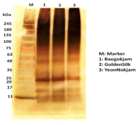 SDS-PAGE profile of silk fibroin from BG, GS and YN