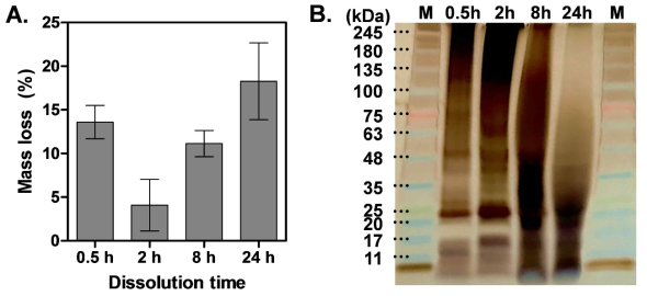 Characterization of four silk fibroin (SF) solutions dissolved for different durations of time. (A) Mass loss of SF obtained after dissolution and purification. (B) Sodium dodecyl sulfate polyacrylamide gel electrophoresis (SDS-PAGE) of SF solutions. The lanes on both sides indicate the molecular weight markers. The other four lanes represent SF with increasing dissolution time from left to right