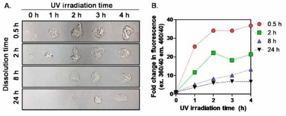 Morphologies of the remaining four SF films (A) and fluorescence intensity of the released SF molecules from SF films (B) after immersion of films in 6 M urea solution for 24 h (ex. 360/40; em. 460/40) (n = 3; mean SD; 1-fold: 0 h UV irradiation)