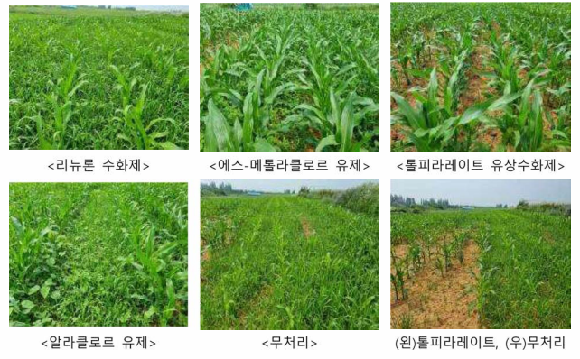 토양처리 40일 후 잡초발생 차이(천안).