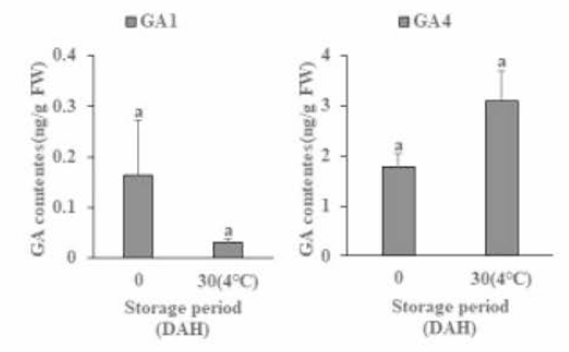 저장 기간 별 도깨비가지 종자 의 GA 함량 비교(GA1, GA4)