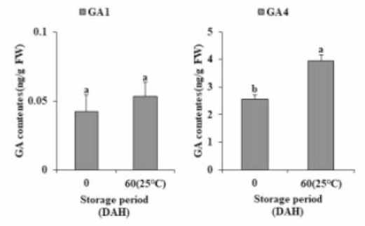 애기수영 종자의 저장기간별 GA 함량 변화(GA1, GA4)