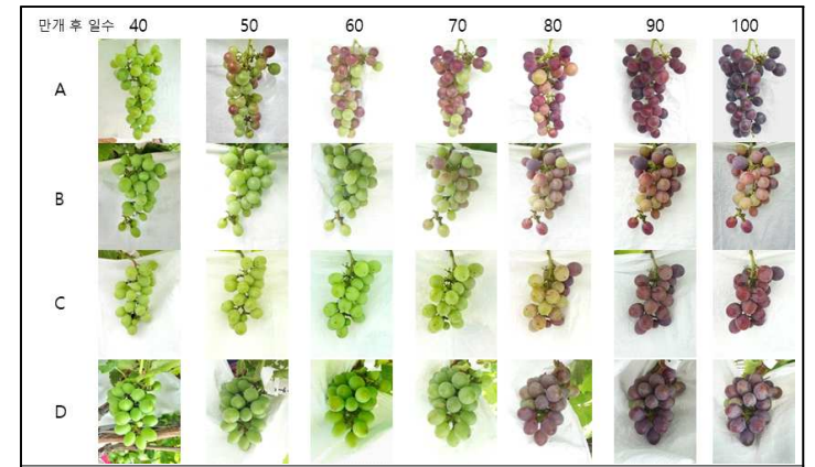 고온 노출기간에 따른 시기별 과피 착색 A, 대조구(고온 0일); B, 고온 6일 지속; C, 고온 3+3일 지속; D, 고온 11일 지속