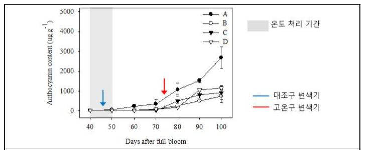 고온 노출기간에 따른 시기별 과피 안토시아닌 함량 A, 대조구(고온 0일); B, 고온 6일 지속; C, 고온 3+3일 지속; D, 고온 11일 지속