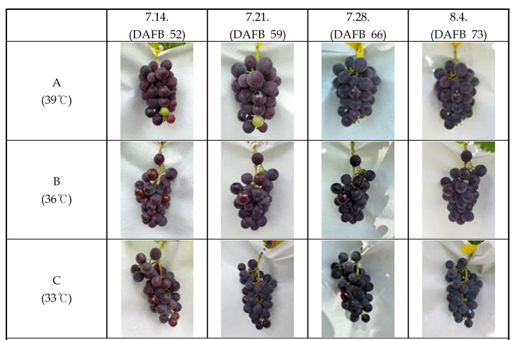 변색기 이후 주간 최고온도에 따른 시기별 과피 착색 A: 39℃, B: 36℃, C: 33℃(최저온도는 24℃ 동일)
