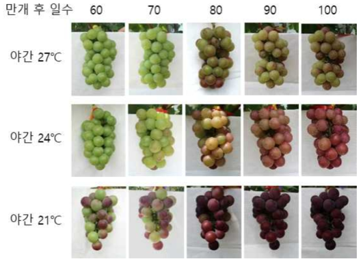 야간 기온에 따른 시기별 과피 착색 모습