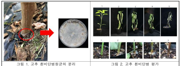 고추 흰비단병원균의 분리