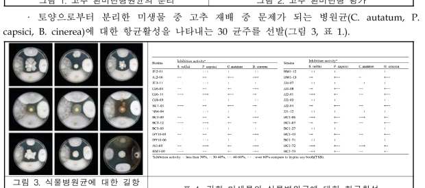 고추 흰비단병 평가