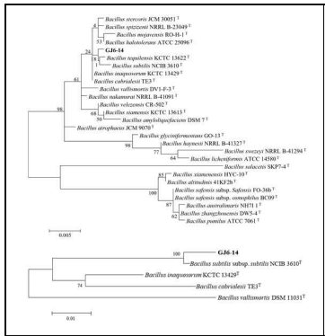 GJ6-14 균주 계통도