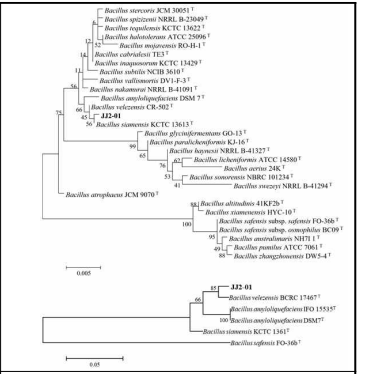 JJ2-01 균주 계통도