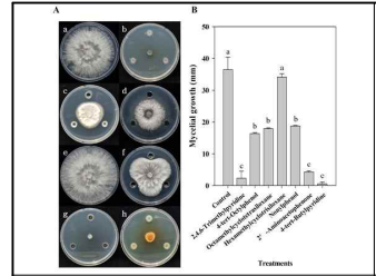 . VOC 후보 물질에 의한 균사 생장 억제 효과
