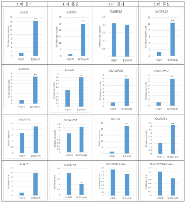 소비재배에서 밀양360호의 동화산물 관련 유전자 발현 분석