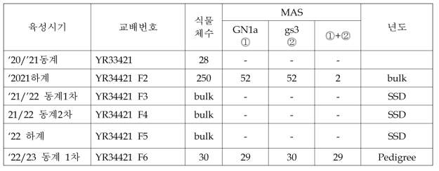 YR34421(Milyang360/IS592BB)후대 gs3+Gn1a 집적 계통 선발 개요