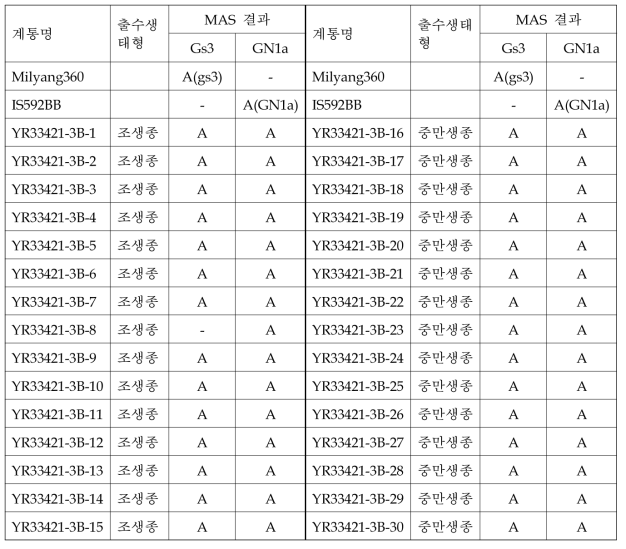 YR34421(Milyang360/IS592BB)의 F6세대 계통의 gs3+Gn1a 유전자형 분석