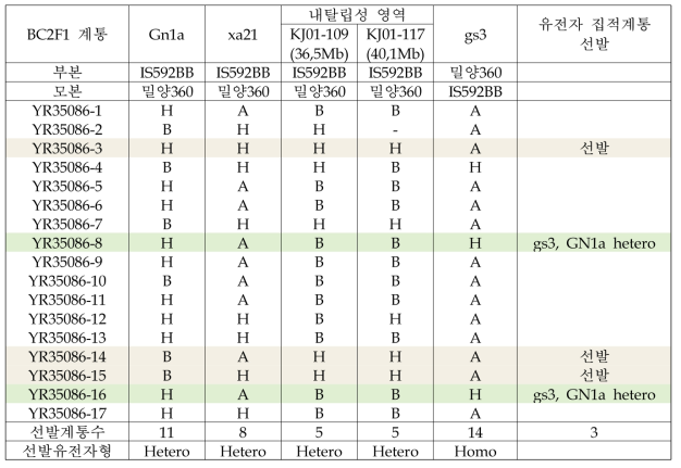 2021/2022년 동계2차 BC2F1 세대 MAS 수행 및 유망계통 선발