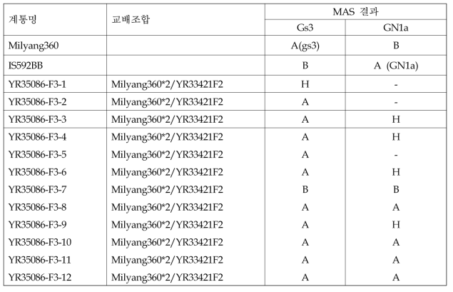 ‘22/’23 동계1차 YR35086 BC2F3 개체에서 MAS를 실시한 결과