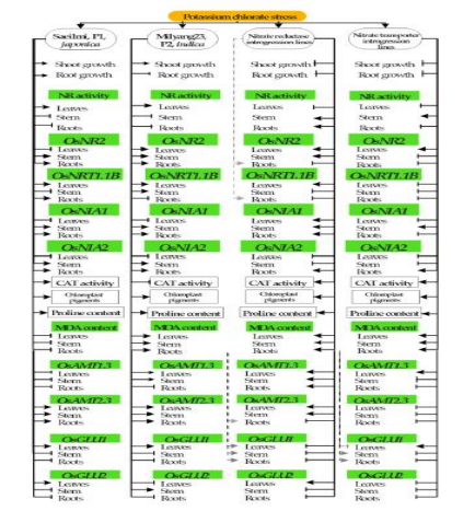 Signaling model summarizing the morphological, physio-biochemical, and molecular response of NR and NRT introgression rice lines towards potassium chlorate. The phenotypic responses, the physiological and biochemical changes, as well as the molecular responses of the parental lines Saeilmi (P1, japonica) and Milyang23 (P2, indica) and their derived introgression lines (nitrate reductase or nitrate transporter, BC2F7) are summarized in the above signaling model. Continuous lines with an arrow indicate upregulation (for gene expression) or induction/increase (for enzyme activity or accumulation of physiological components). Continuous lines with a perpendicular bar indicate downregulation or inhibition/decrease. Dotted lines with or without an arrow or a perpendicular bar indicate that one of the introgression