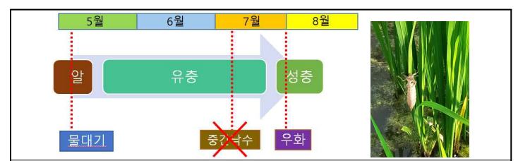 상시담수 논에서 왕잠자리 우화