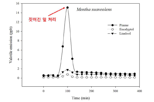 짓이긴 애플민트 잎 처리에 의한 애플민트 식물체의 시간별 VOC 방출량