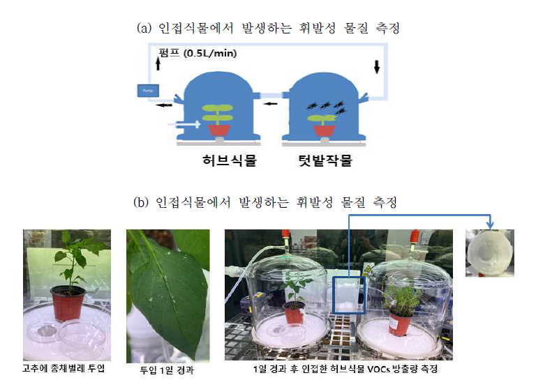 곤충으로 가해된 텃밭작물과 인접한 식물에서 발생하는 휘발성 물질 측정