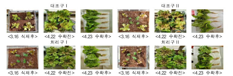 토양 층위 구조별 작물의 생육상태