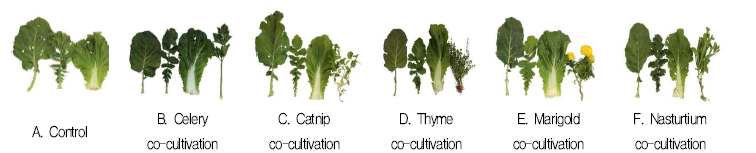 Comparison of pest damage between conventional cultivation and co-cultivation with five companion crops in autumn