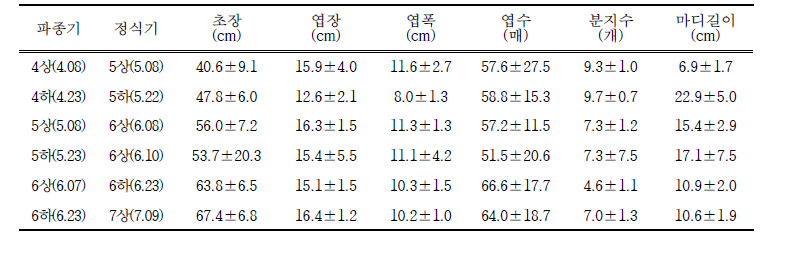 그린빈 정식기별 생육특성 비교