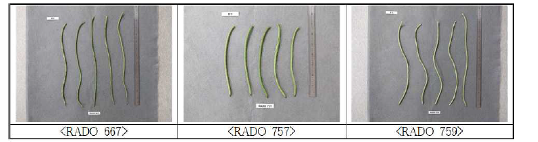 롱빈 품종별 품질 비교