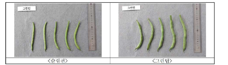 그린빈 품종별 품질 비교