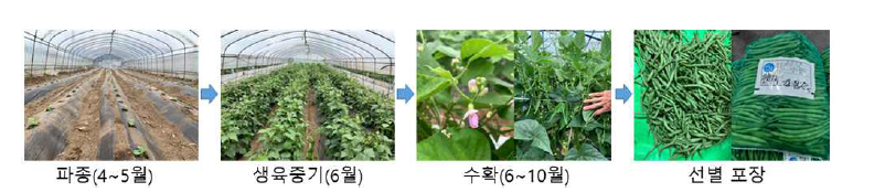 그린빈 농가실증(횡성) 재배 및 출하 과정.