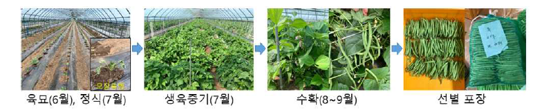 그린빈 농가실증(춘천) 재배 및 출하 과정.